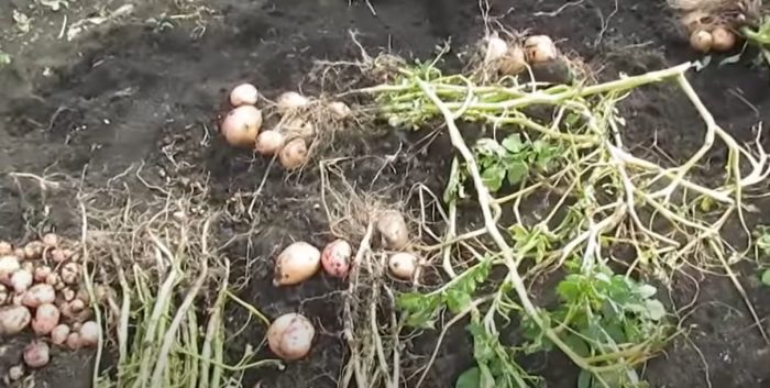 Синеока жътва