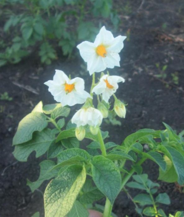 Бели цветя по картофените храсти Храсти и цветя от сорта Каратоп