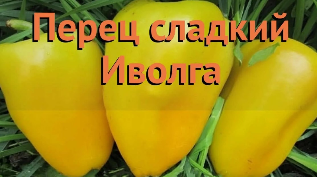 Сорт пипер Иволга