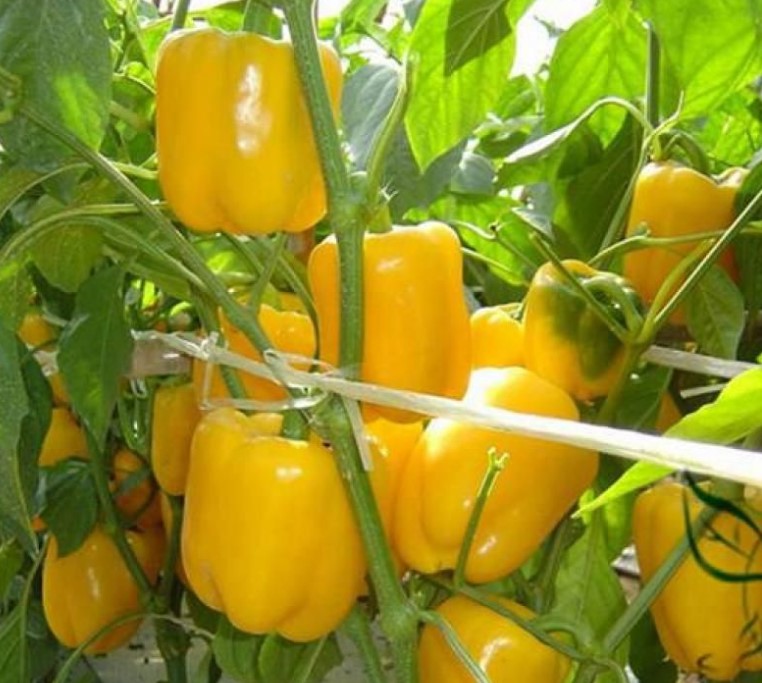 Сорт Жълта камбанка