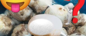 печурки с бял пух