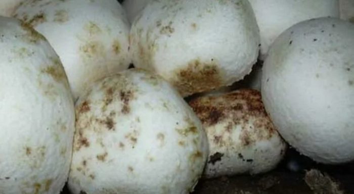 Развалени печурки