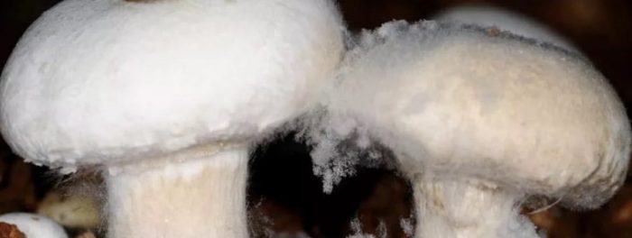 Пух върху печурки