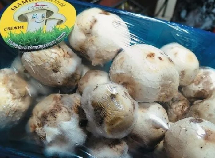 Мухъл по гъбите