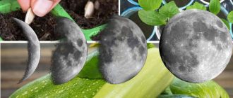 Засяване на тиквички и луната