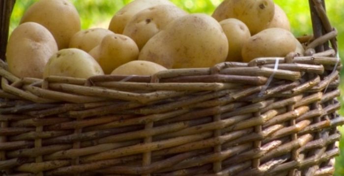 Сорт Бяла нощ в кошница