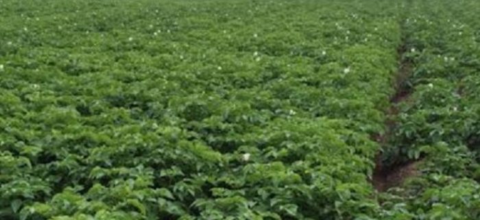 Кути от сорта „Бяла нощ“