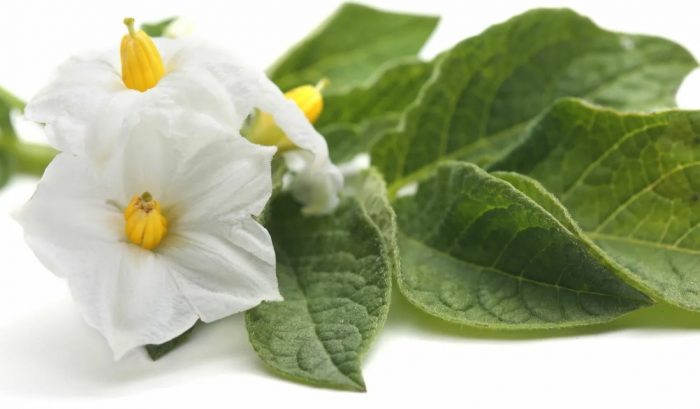 снежнобели цветя