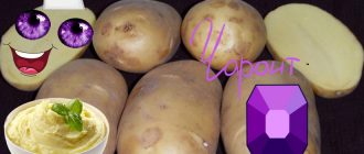 Сорт картофи Чароит и камък Чароит