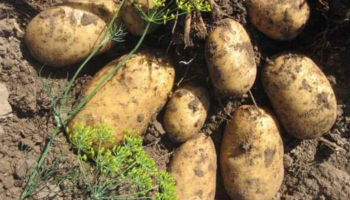 Разнообразие чароит на храста