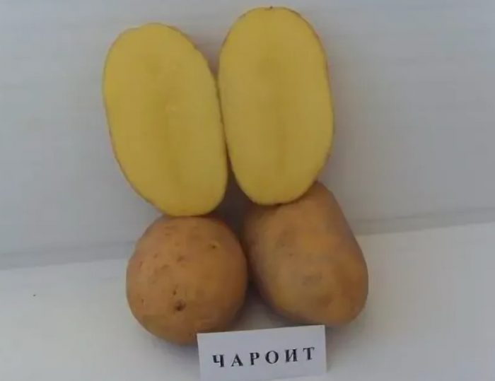 Клубени в разрез