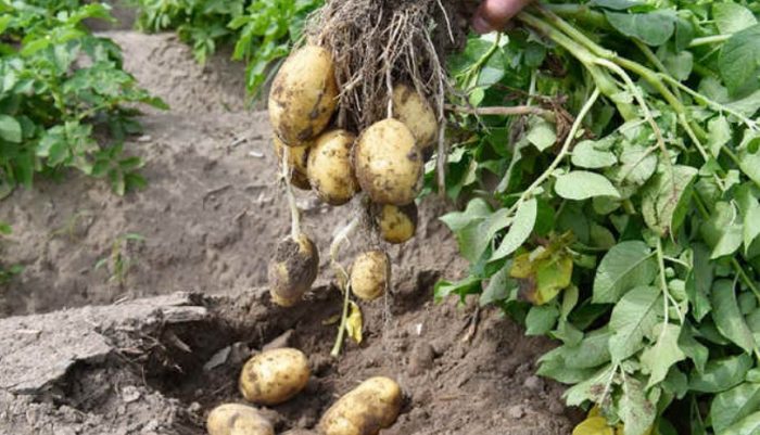 Чароитски картофи от храста