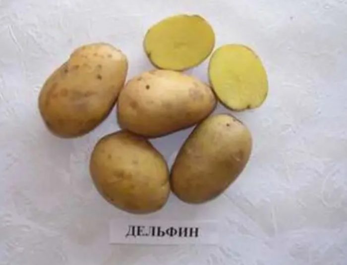 Разнообразие от делфини