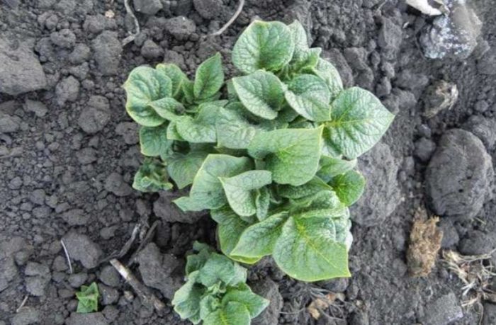 Картофени кълнове