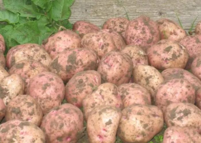 Детскоселски картофи