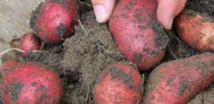 Детскоселски картофи