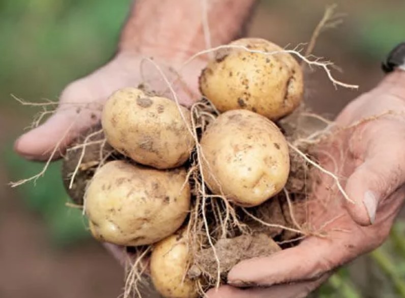 Изкопани картофи