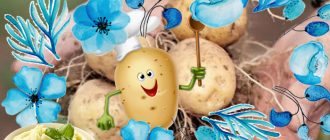 Сорт Голубизна