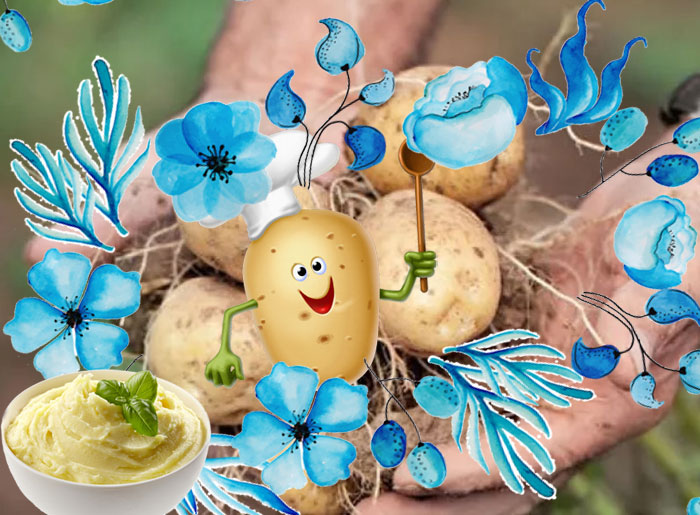 Трохкави картофи "Голубизна" Сорт Голубизна