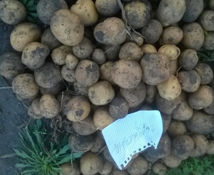 Реколта от сорта Голубизна