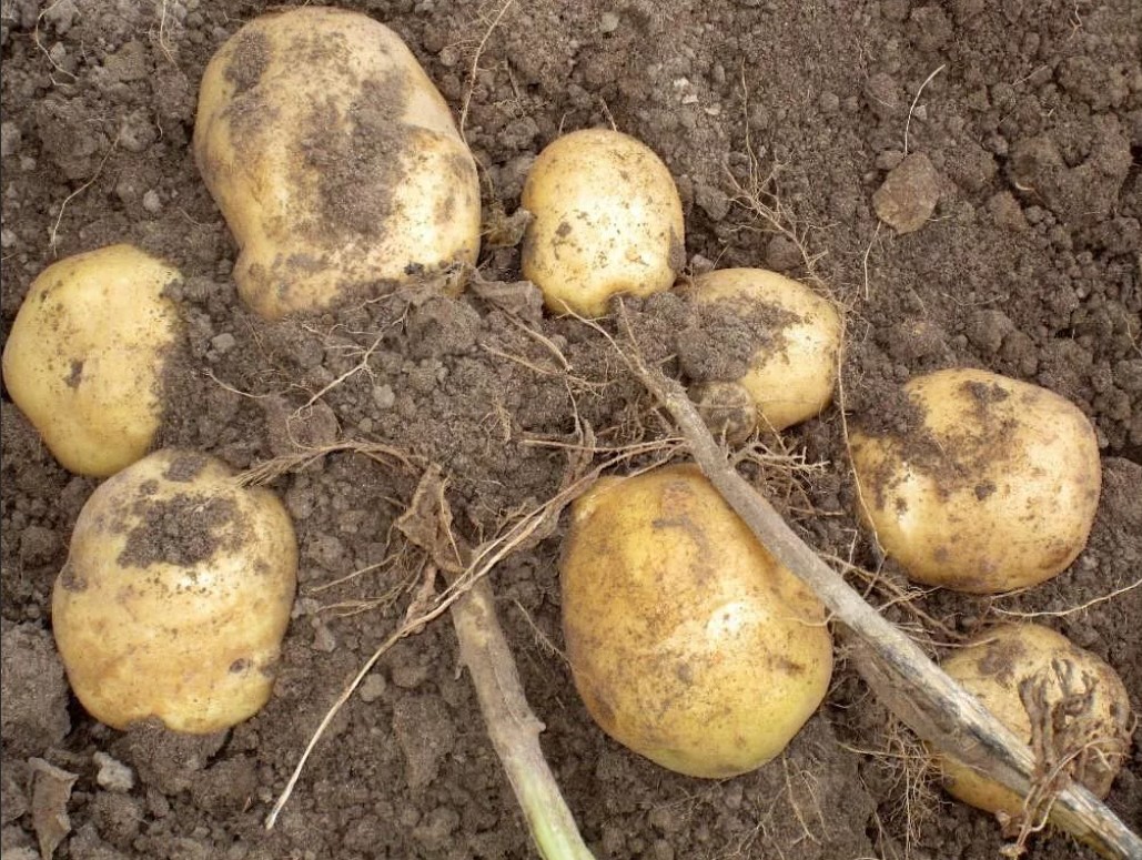 Изкопаване на картофи