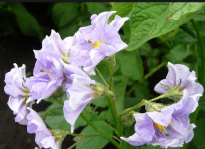 Сини цветя Цветя от сорта Голубизна