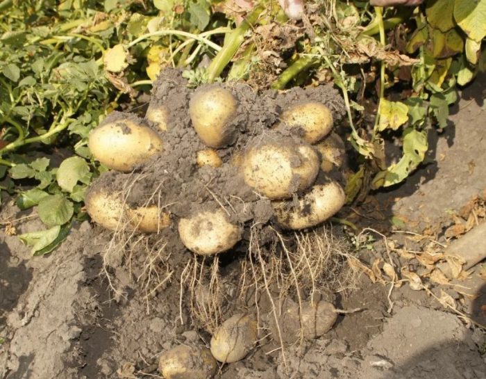 Реколта от храст Синьото на храста