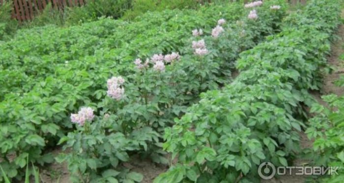 Цъфтящи храсти Картофени храсти