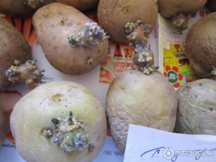 Покълнали картофи Кълнове по грудките