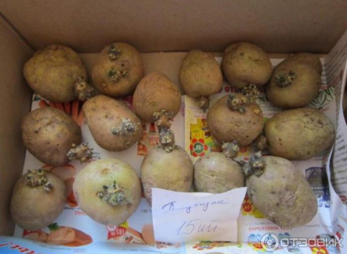 Картофи за семе Посадъчен материал