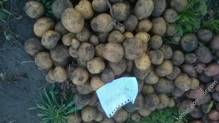 Сини картофени клубени Клубени от сорта Голубизна