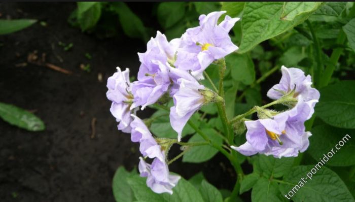 Цъфтеж на картофи сорт Голубизна Цветя от сорта Голубизна