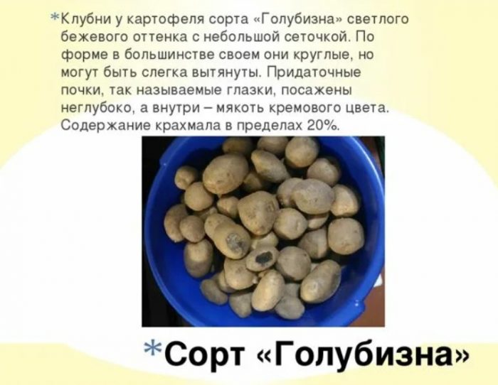 Описание на картофени клубени Golubizna Описание на клубените от сорта Голубизна