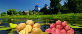 Картофи и красотата на Мещера