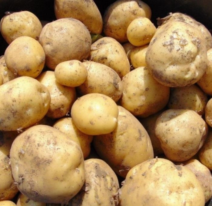 Клубени от сорта Краса Мещери