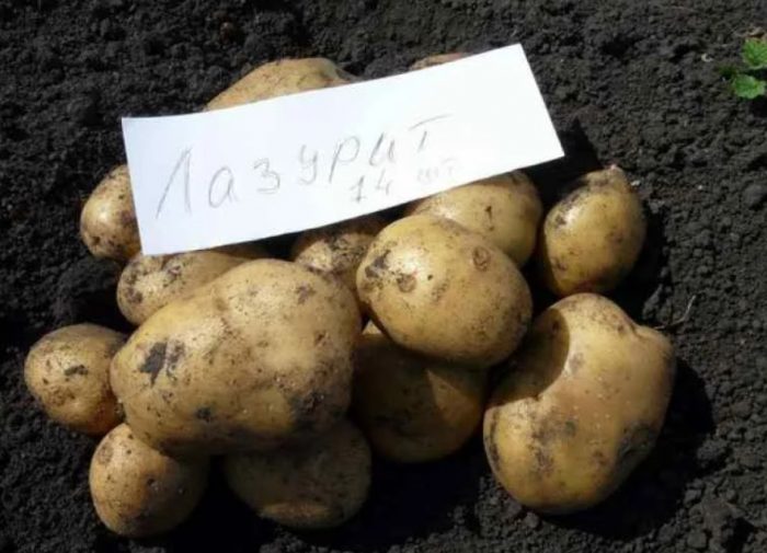 Грудки от лапис лазули Семенен материал от сорта Лазурит