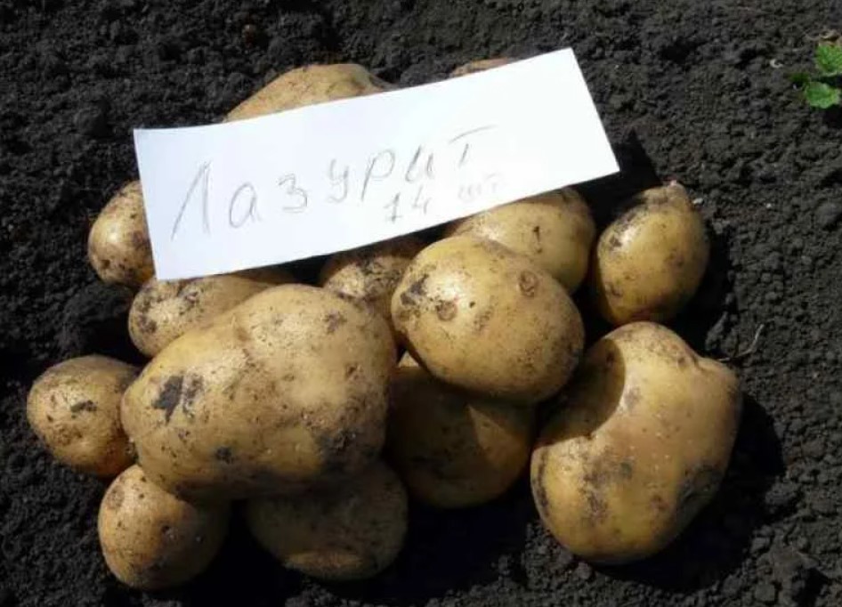 Семенен материал от сорта Лазурит