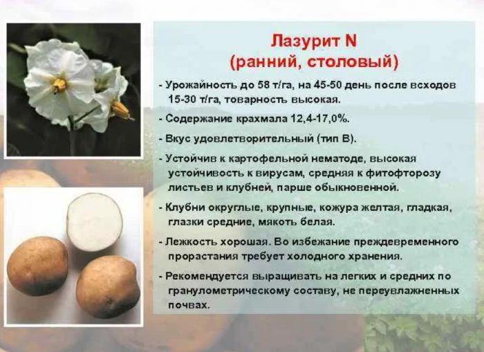 Грудки и цветове от сорта Описание на сорта картофи Лазурит