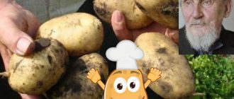 Сорт картофи Лоркх