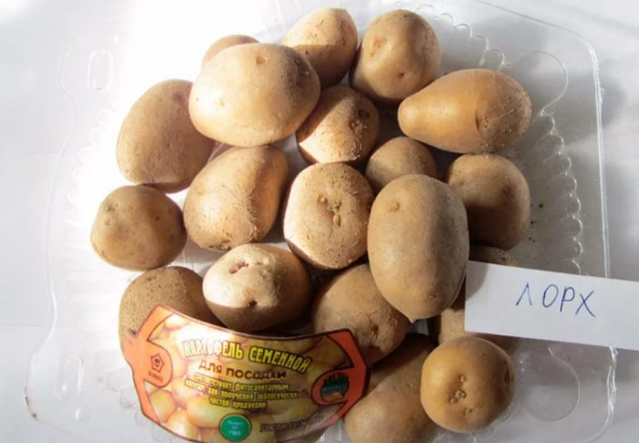 Сорт Лоркх за засаждане