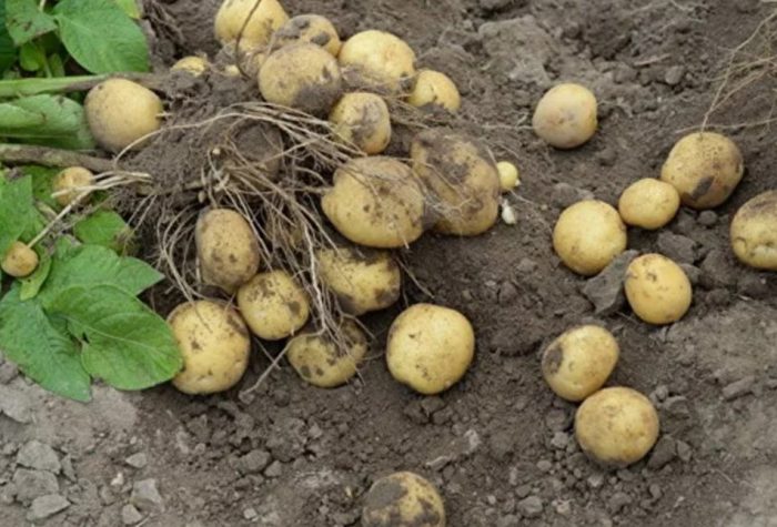 Храст с картофи от сорта Лоркх