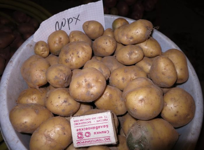 Семенен материал