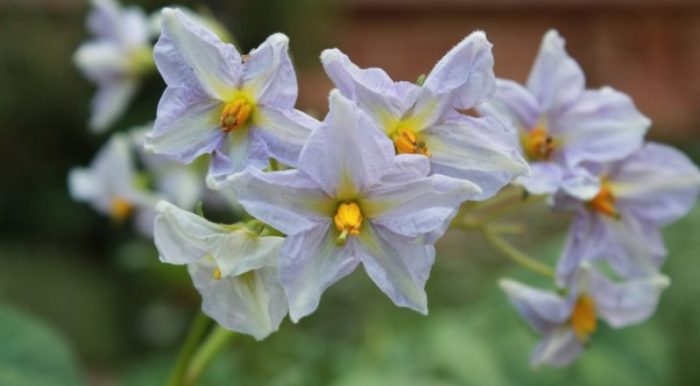 Цветя от сорта Лорх