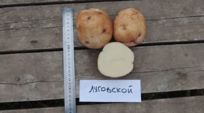 Сорт Луговской в ​​секция