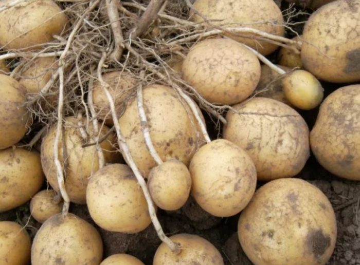Клубени от сорта Луговской на храст