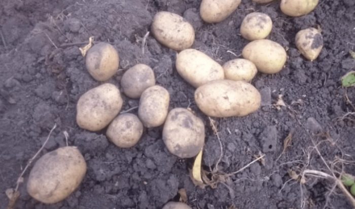 Клубени от сорта Луговской от храст