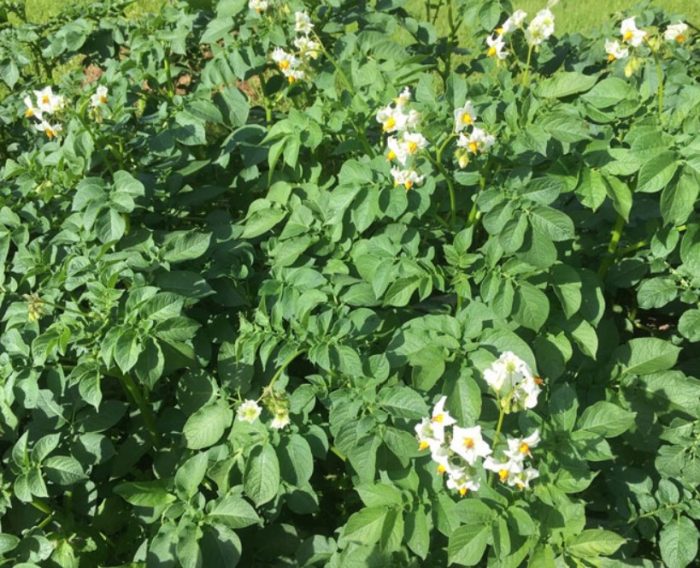 Храсти от сорта Луговской