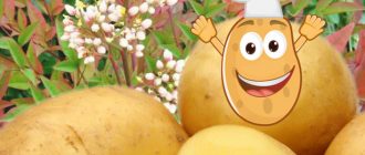 Храсти Нандина и сорт картофи Нандина