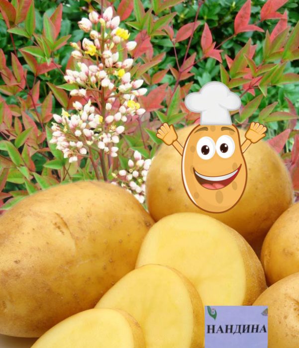 Храсти Нандина и сорт картофи Нандина