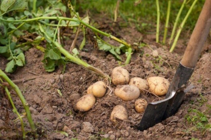 Изкопаване на картофи
